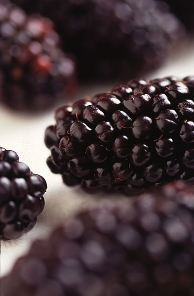 393px-Black_Butte_blackberry