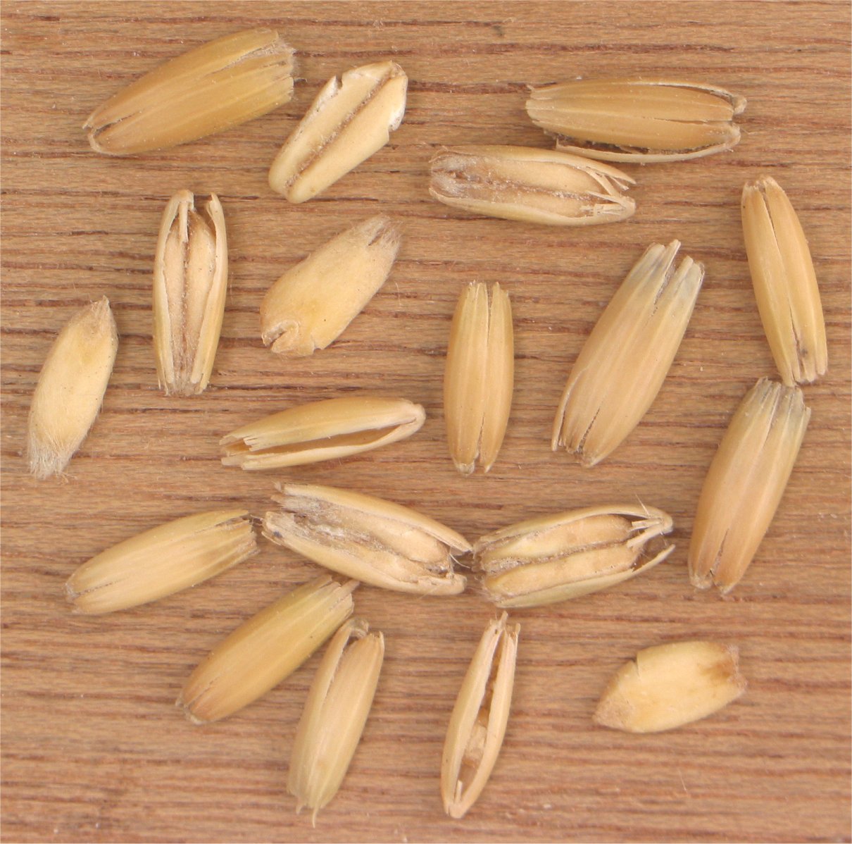 Haverkorrels_Avena_sativa