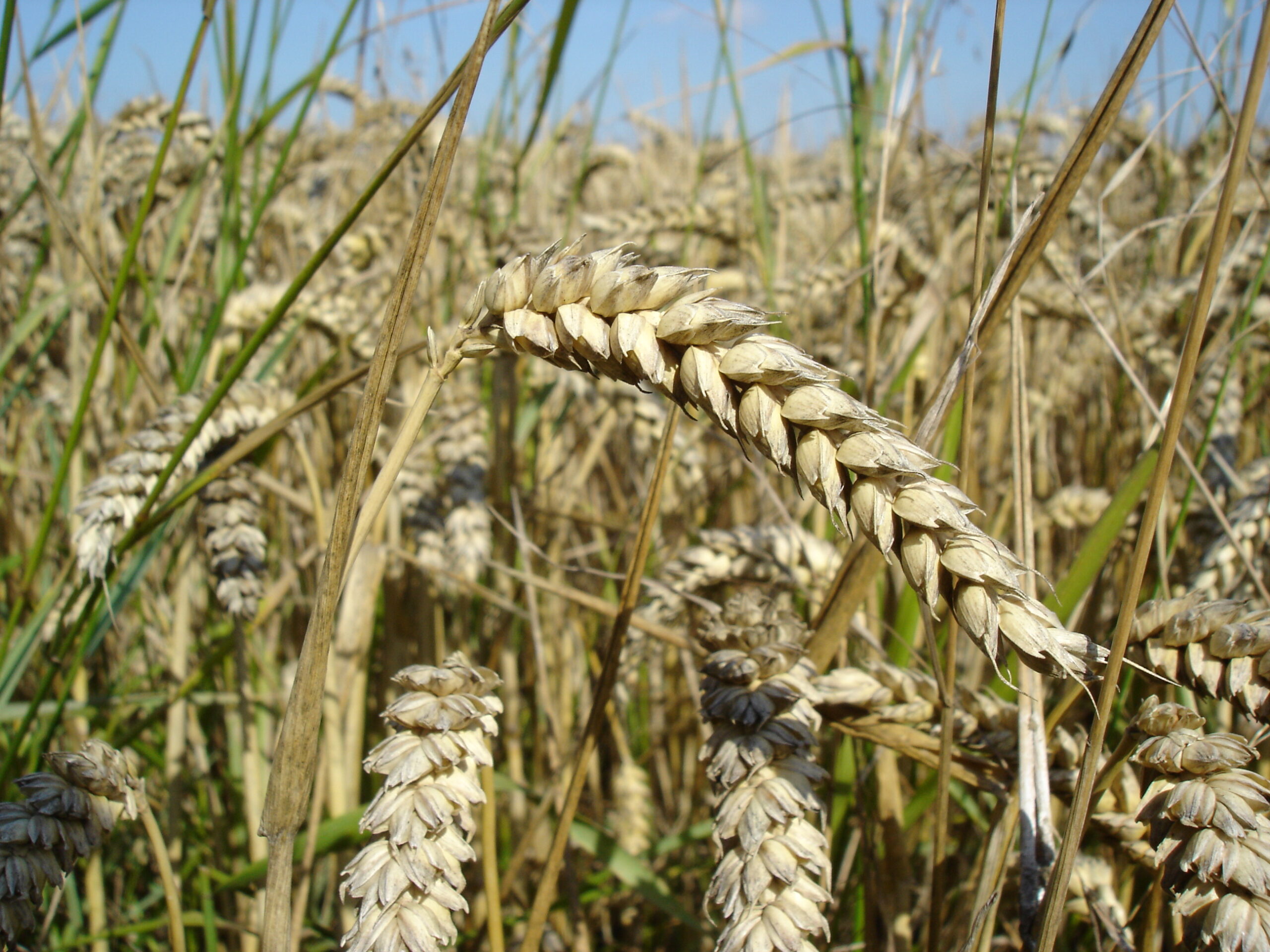 Wheat_close-up