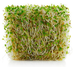 alfalfa_sprouted
