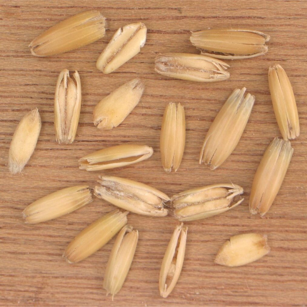 Haverkorrels_Avena_sativa