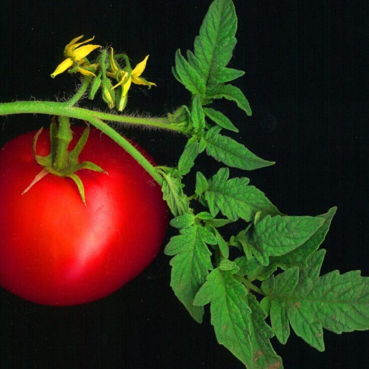 Tomato_scanned