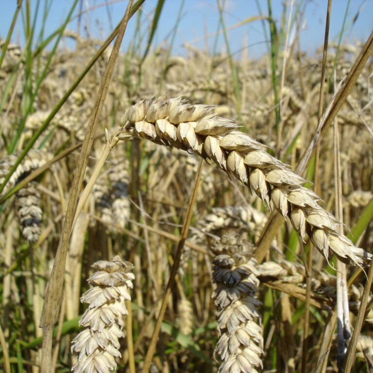 Wheat_close-up