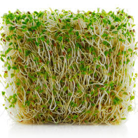 alfalfa_sprouted